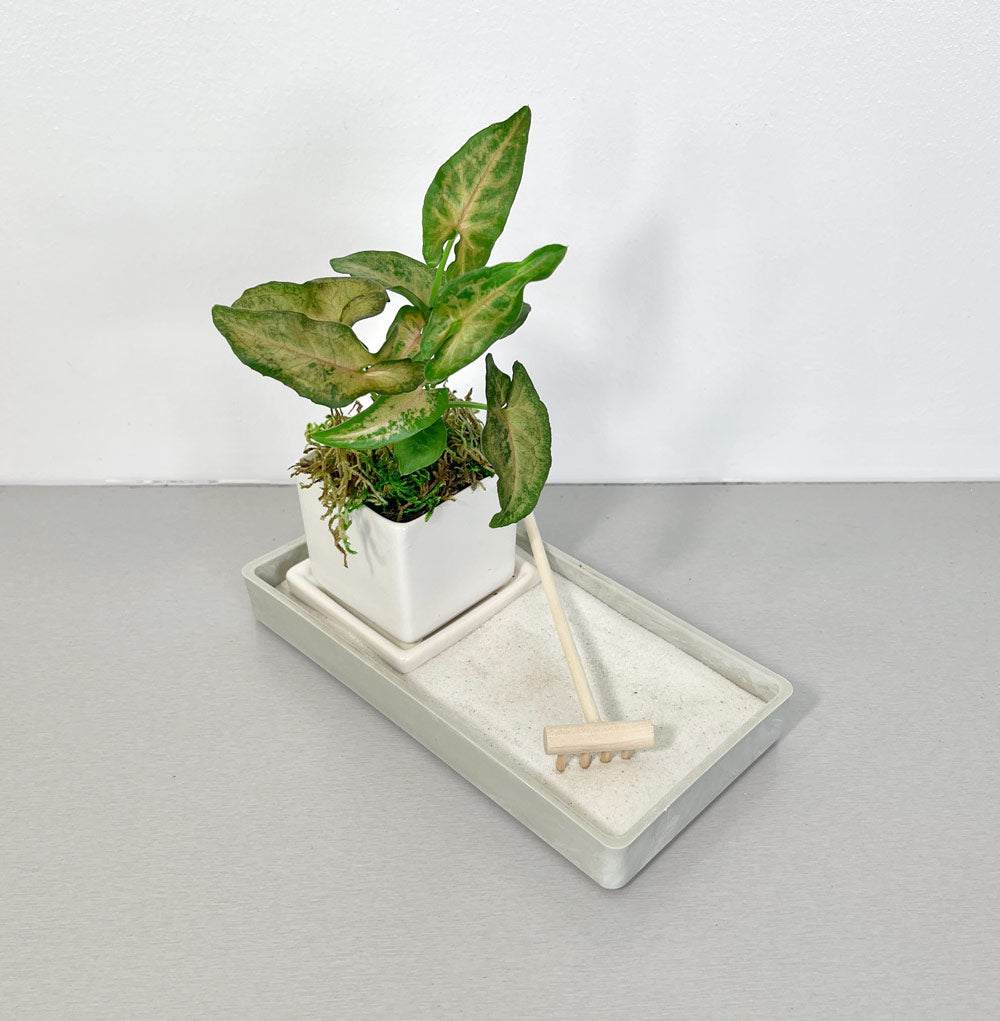 Zen Desktop Garden with mini tropical plant