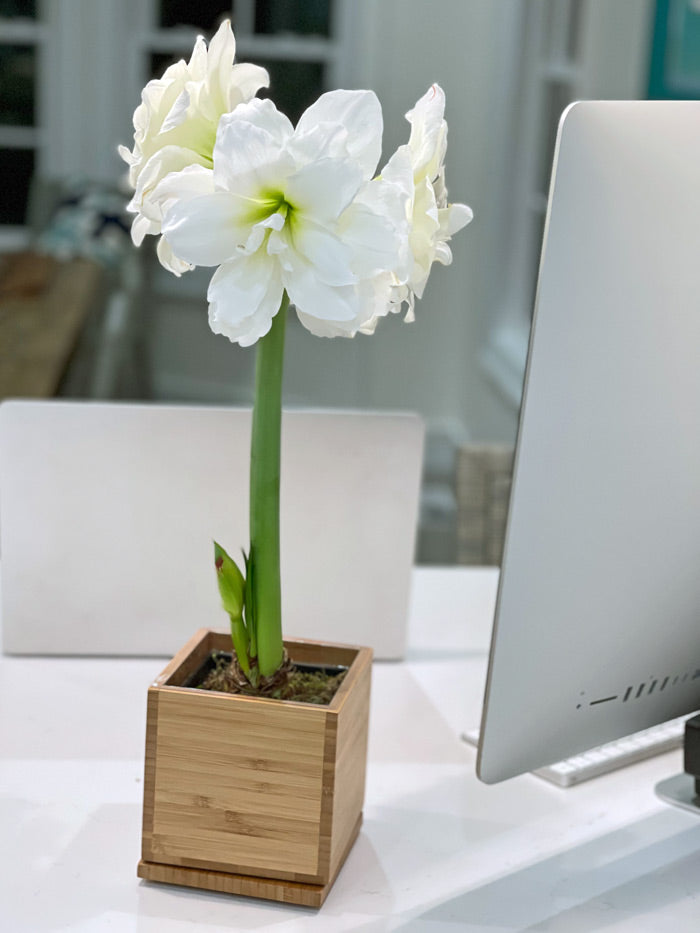 White Alfresco Hand-Planted Amaryllis Bulb with voluminous, white blooms