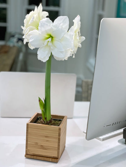 White Alfresco Hand-Planted Amaryllis Bulb with voluminous, white blooms