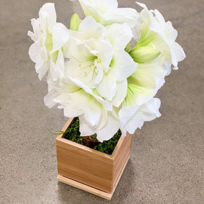 White Alfresco Hand-Planted Amaryllis Bulb with voluminous, white blooms