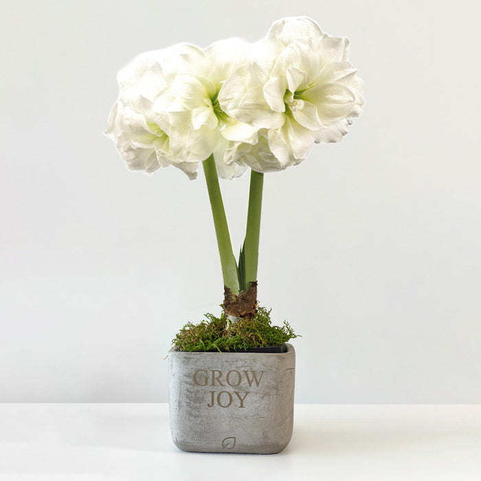 Grow Joy Amaryllis Desktop Plant