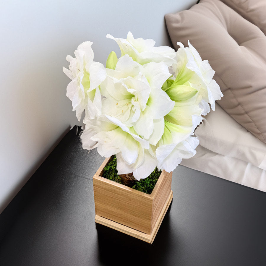 White Alfresco Hand-Planted Amaryllis Bulb with voluminous, white blooms