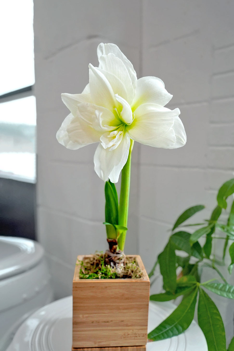 White Alfresco Hand-Planted Amaryllis Bulb with voluminous, white blooms