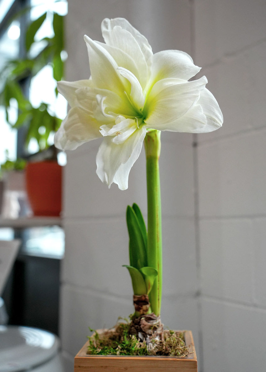 White Alfresco Hand-Planted Amaryllis Bulb with voluminous, white blooms