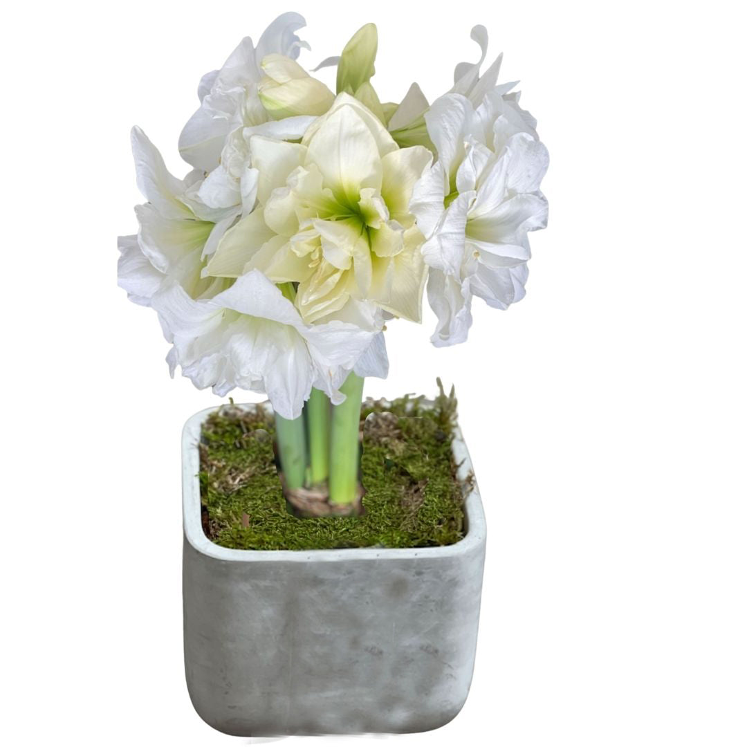 White Alfresco Hand-Planted Amaryllis Bulb with voluminous, white blooms