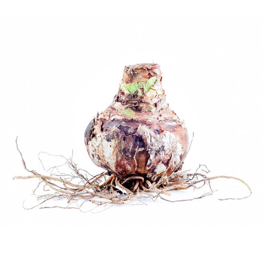 Unplanted Blushing Pink Amaryllis Bulb image