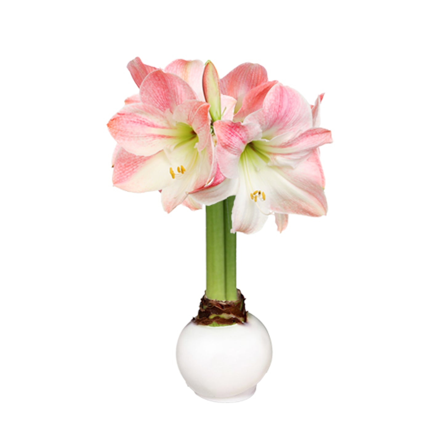 Hope Grows White Waxed Amaryllis Bulb Gift Set in support of Breast Cancer Awareness Month
