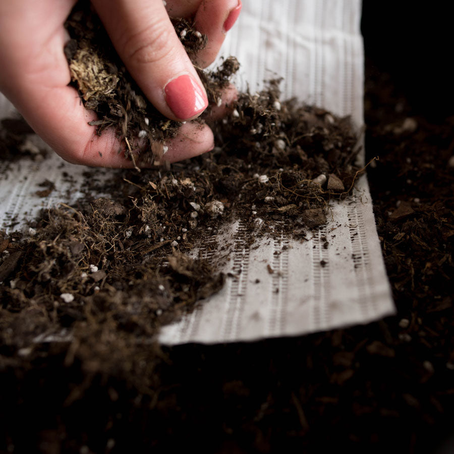 Growing For Good Garden Kit with veggie seed strips + herb plants