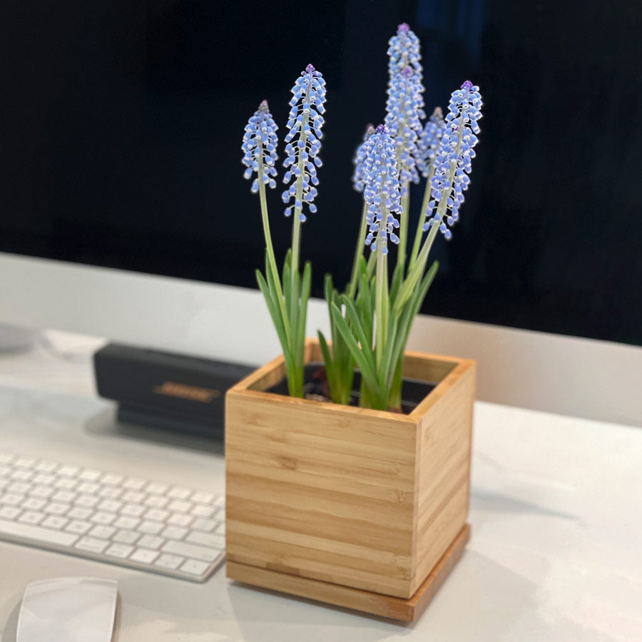 Muscari Desktop Garden