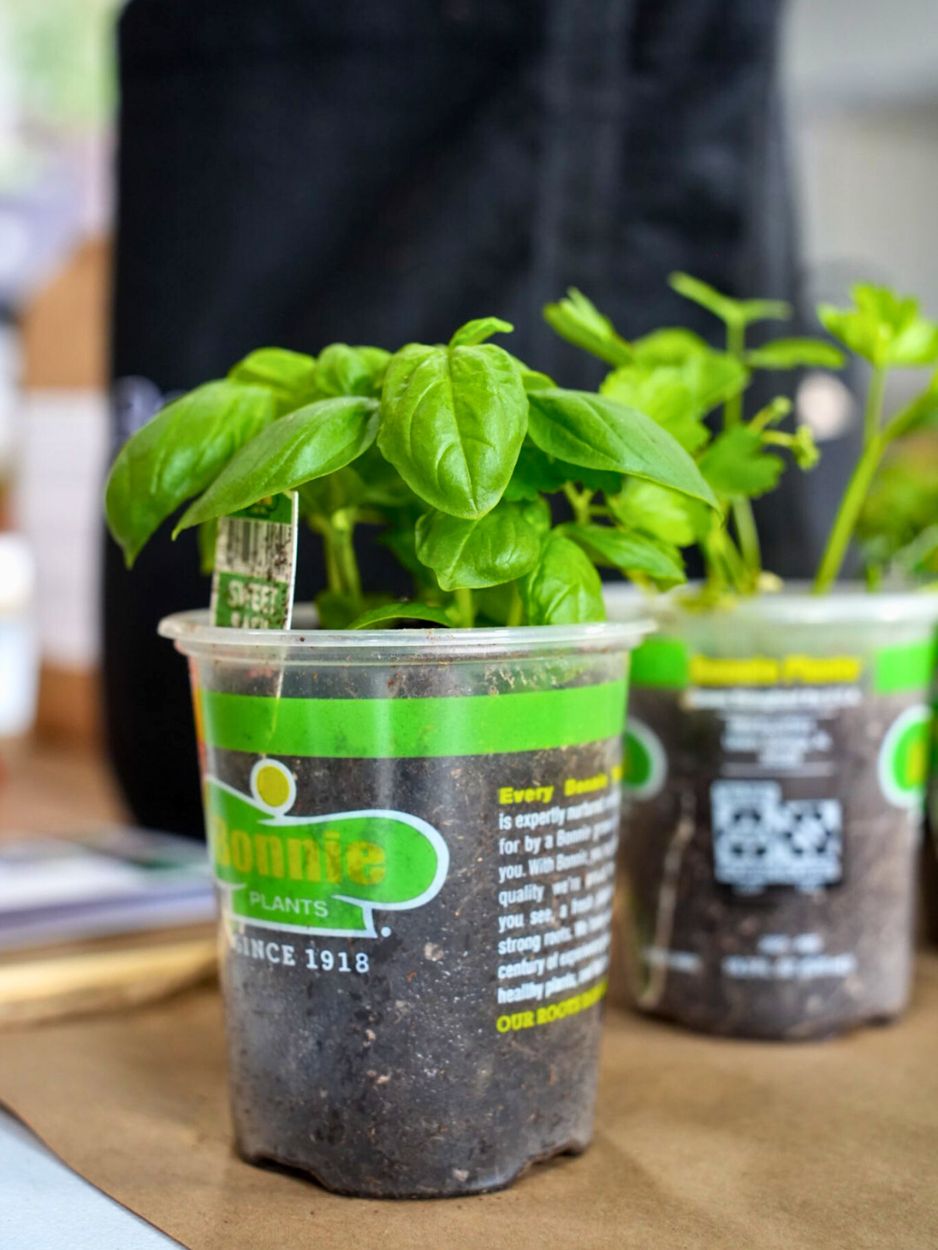America Grows Garden Kit with pepper + herbs