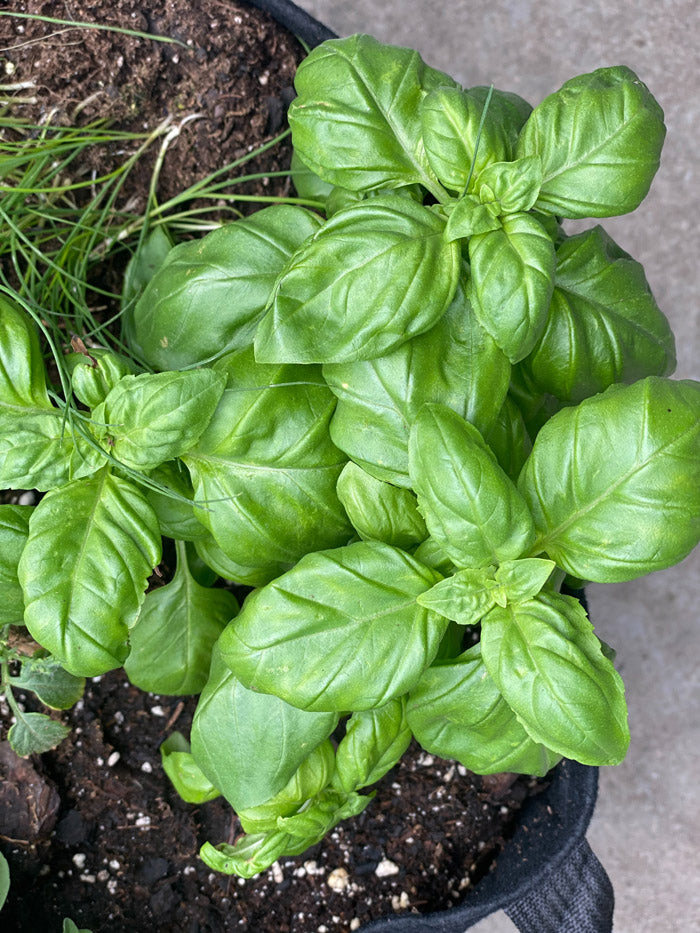 Cat Giftable Garden with pet-friendly herbs