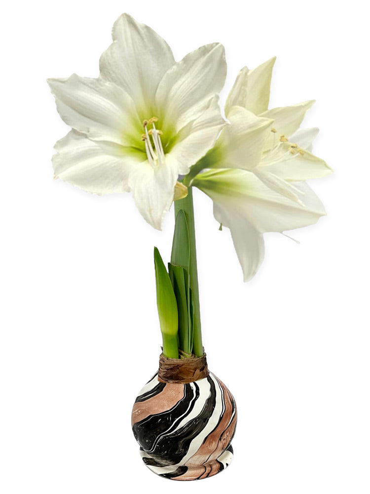 Winter Waxed Amaryllis Bulb with XL White Blooms