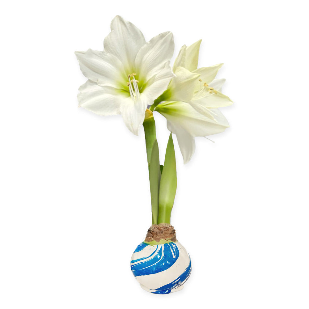 Winter Waxed Amaryllis Bulb with XL White Blooms