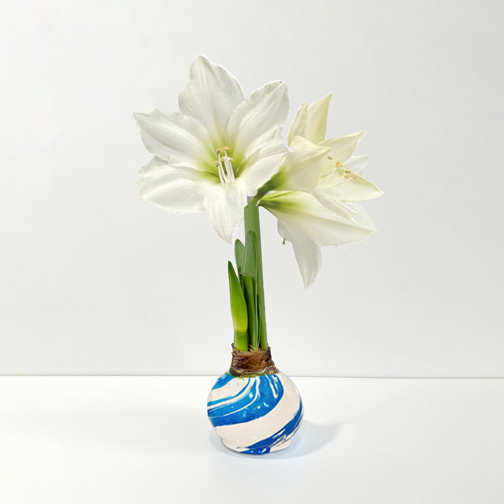 Blue & White Marbled Wax Bulb‎ with white blooms