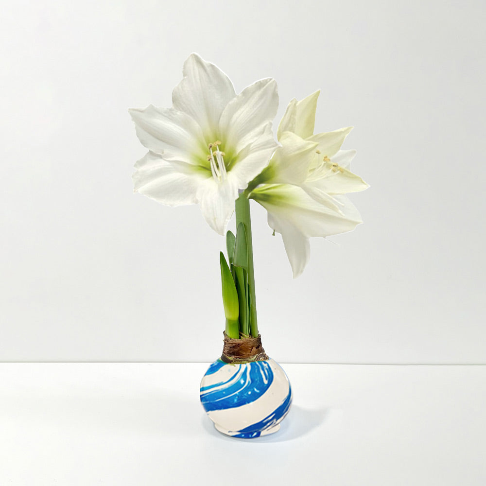Marbled Wax Amaryllis Bulb with white blooms