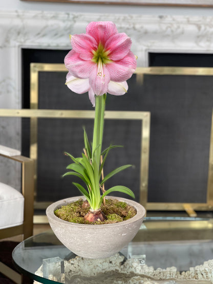 Bowl of Blushing Pink Blooms