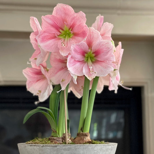 Bowl of Blushing Pink Blooms