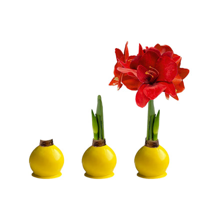 Sunshine Yellow Waxed Amaryllis Bulb with deep red blooms