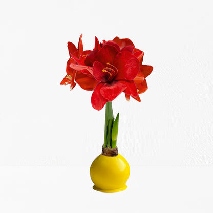 Sunshine Yellow Waxed Amaryllis Bulb with deep red blooms