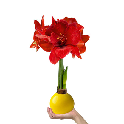 Sunshine Yellow Waxed Amaryllis Bulb with deep red blooms