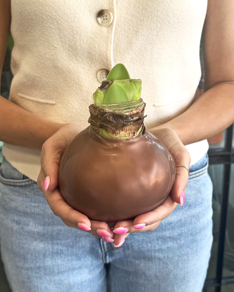 Fall Waxed Amaryllis Bulb with sovereign blooms