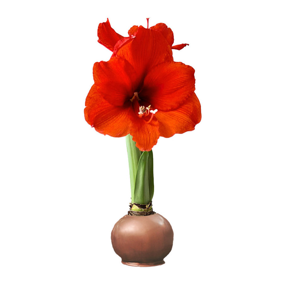 Fall Waxed Amaryllis Bulb with sovereign blooms