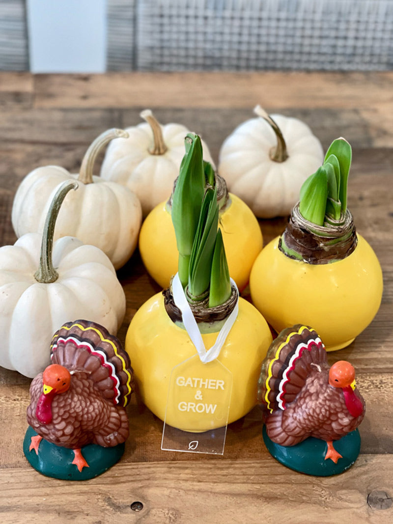 Fall Yellow Waxed Amaryllis Bulb with sovereign blooms