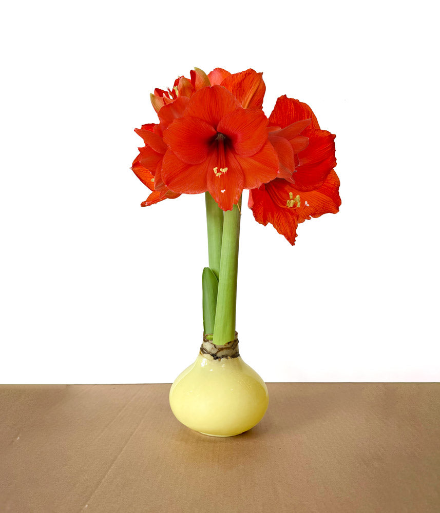 Butter Yellow Waxed Grande Amaryllis Bulb with sovereign blooms