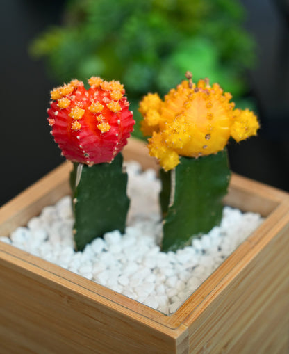 Colorful Moon Cactus Desktop Garden