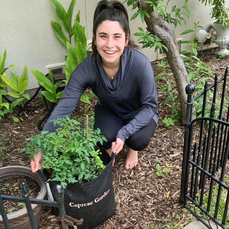 Caprese Garden Kit‎ with tomato + basil plants