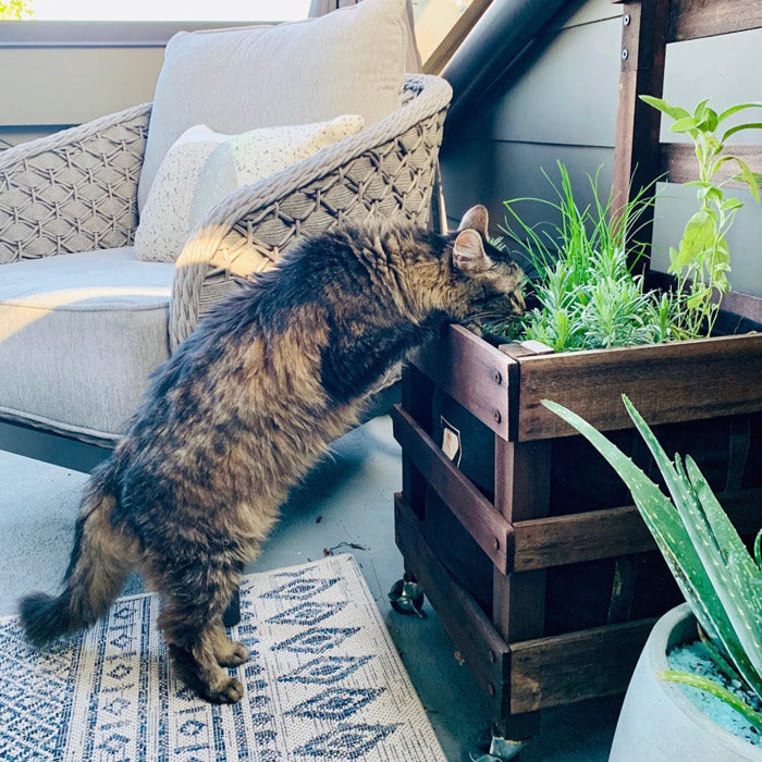 Cat Giftable Garden with pet-friendly herbs
