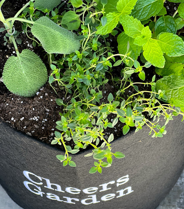 Cheers Garden Kit with cocktail-inspired herbs