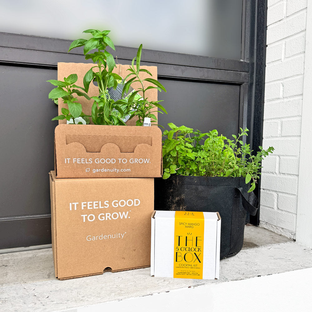 Cocktail Garden Gift Set with 5 O'Clock Box