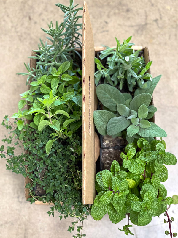 Culinary Herbs Plant Collection