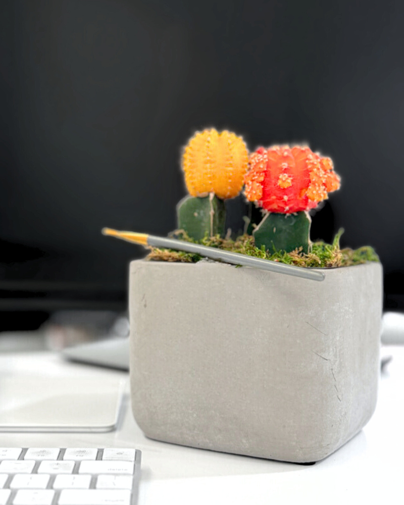 Colorful Moon Cactus Desktop Garden