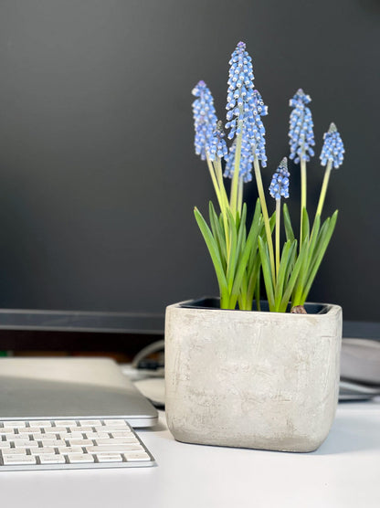 Muscari Desktop Garden