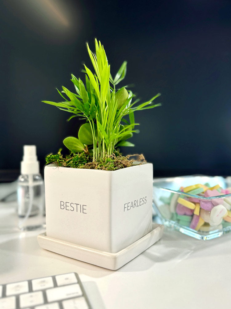 Conversation Tropical Desktop Garden with personalized planter