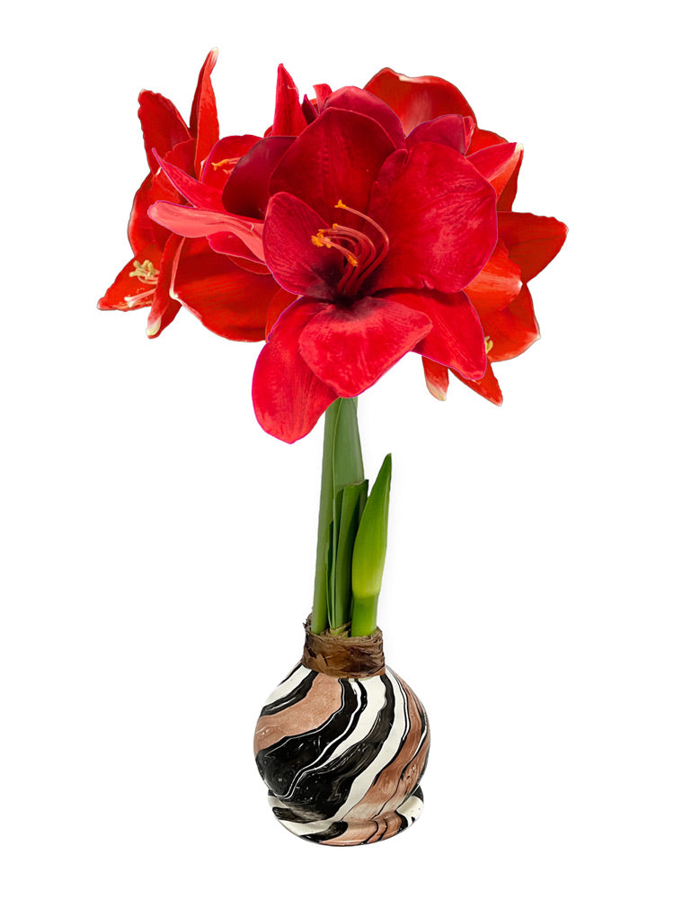 Winter Waxed Amaryllis Bulb with Red Blooms