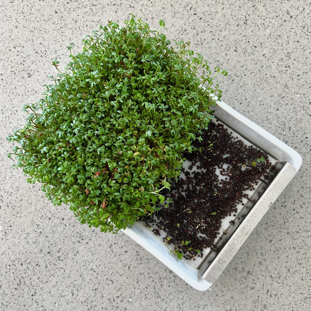 Microgreens Desktop Garden Starter Kit