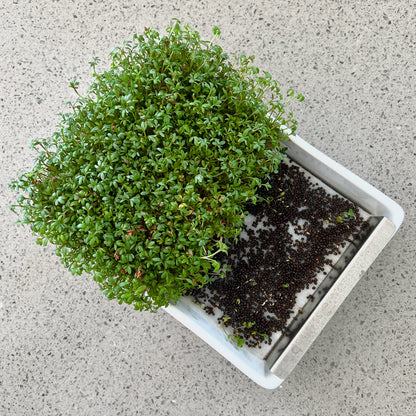 Microgreens Desktop Garden Starter Kit