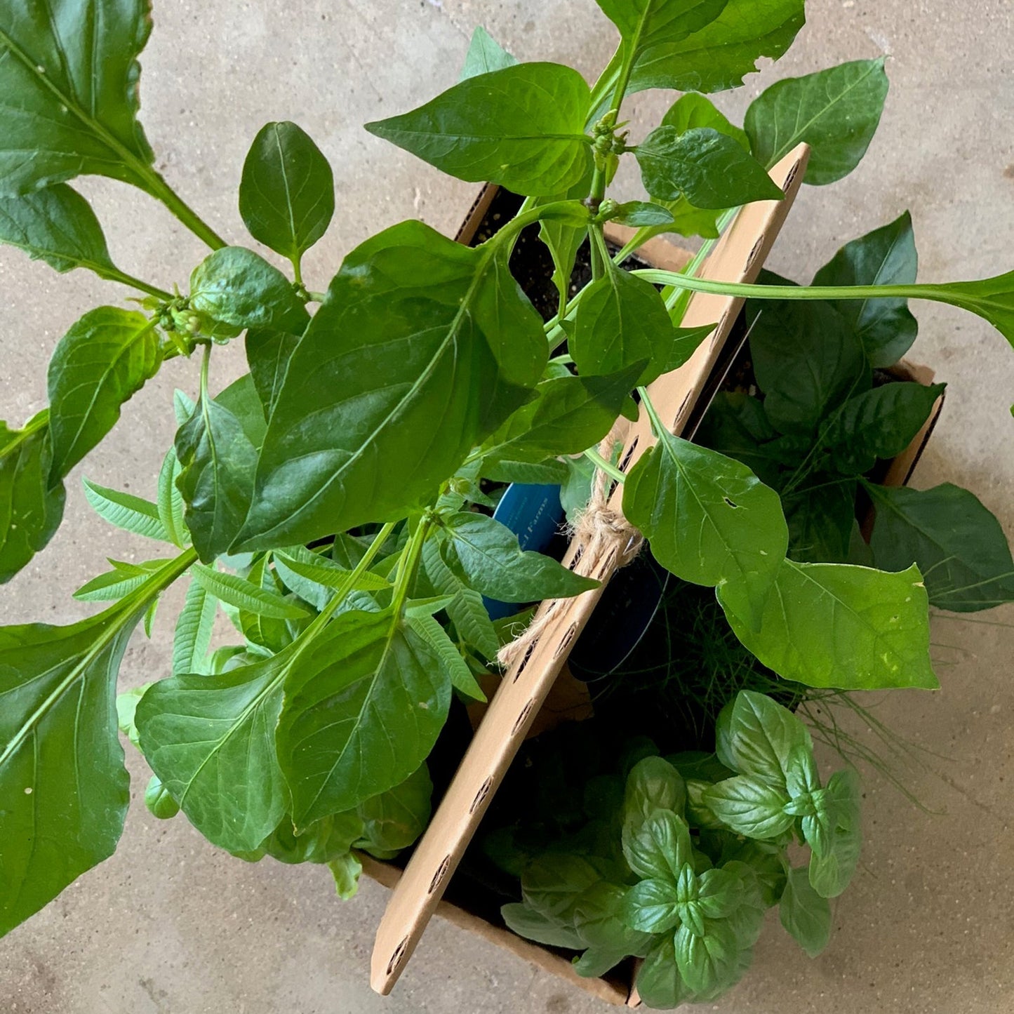 Dad's Garden Kit with pepper + herb plants