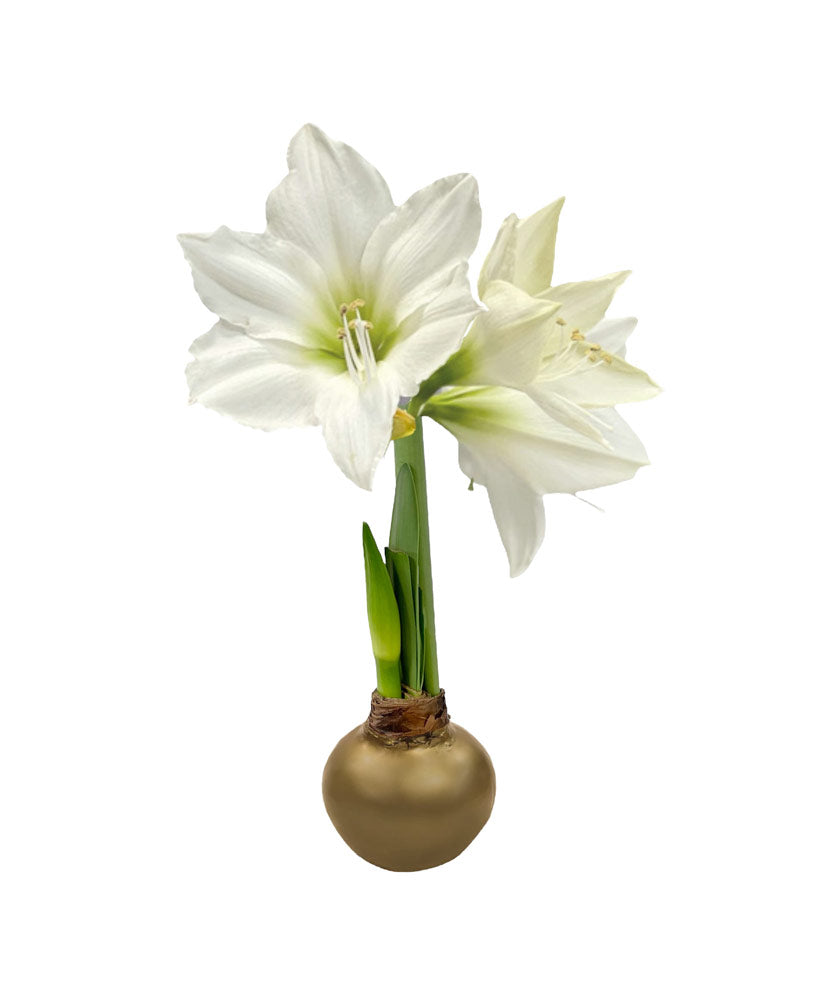 Winter Waxed Amaryllis Bulb with white blooms