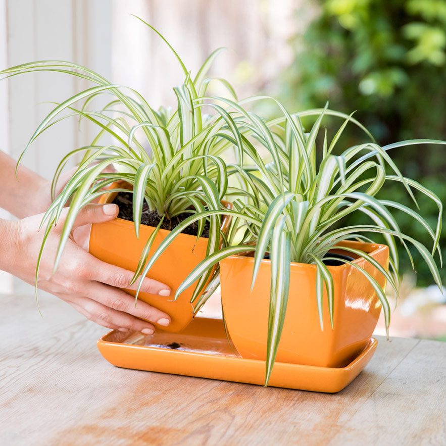 orange plant pot outdoor Double Duty Orange Planter – Gardenuity