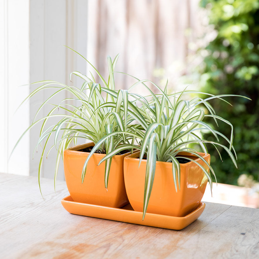 Double Duty Orange Planter