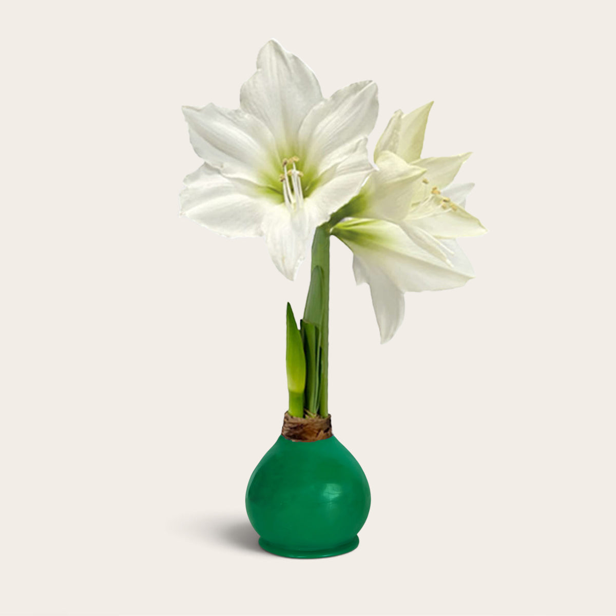 Fall Waxed Signature Amaryllis Bulb with white blooms