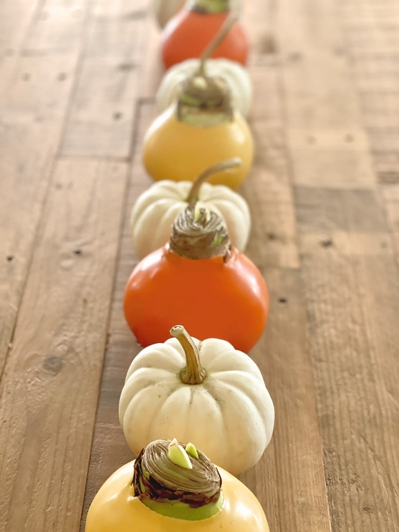 Fall Waxed Amaryllis Bulb with sovereign blooms