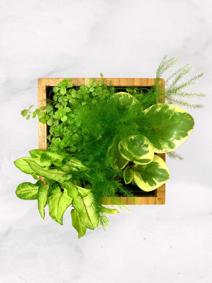 Fern Desktop Garden in bamboo planter