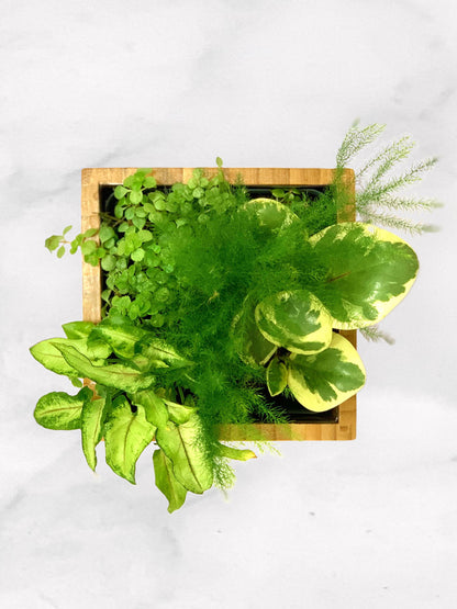 Fern Desktop Garden in bamboo planter