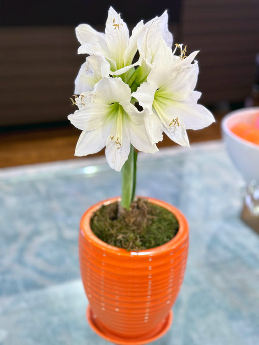 Flower Power Amaryllis Desktop Plant