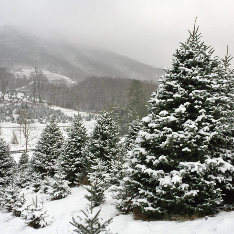 Fresh Cut Fraser Fir Christmas Tree